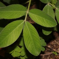 Arachis hypogaea L.